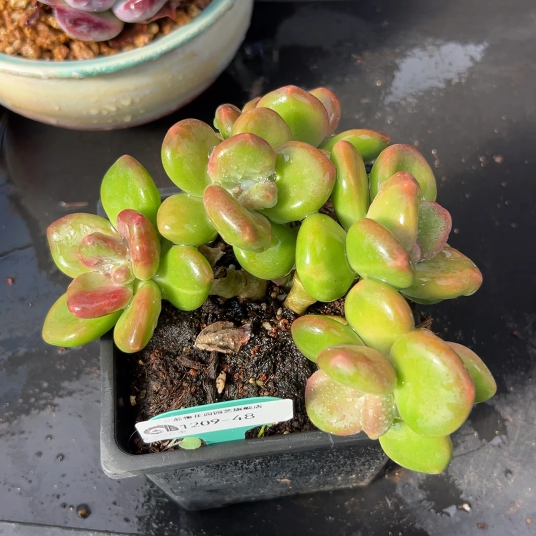 从前慢花园多肉编号1209-48