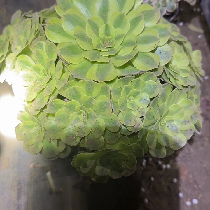 新品雨荷老桩亏本福利