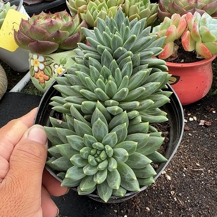青花瓷惊鸿一物一拍包装收缩花旱
