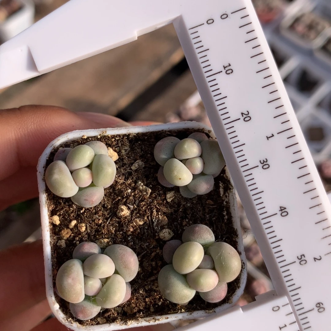 黄油球奶酪多肉植物