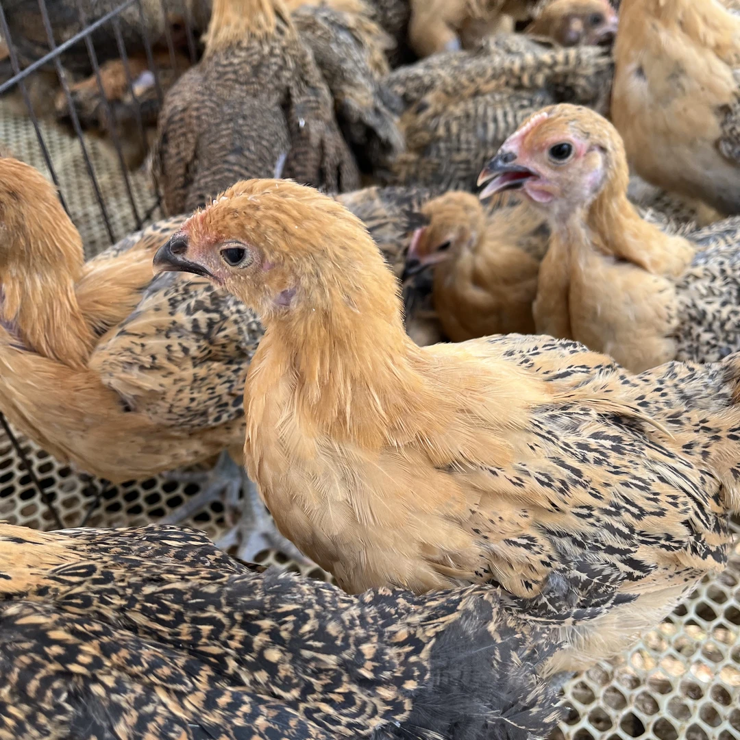 宠物鸡（麻羽鸡）活体链接