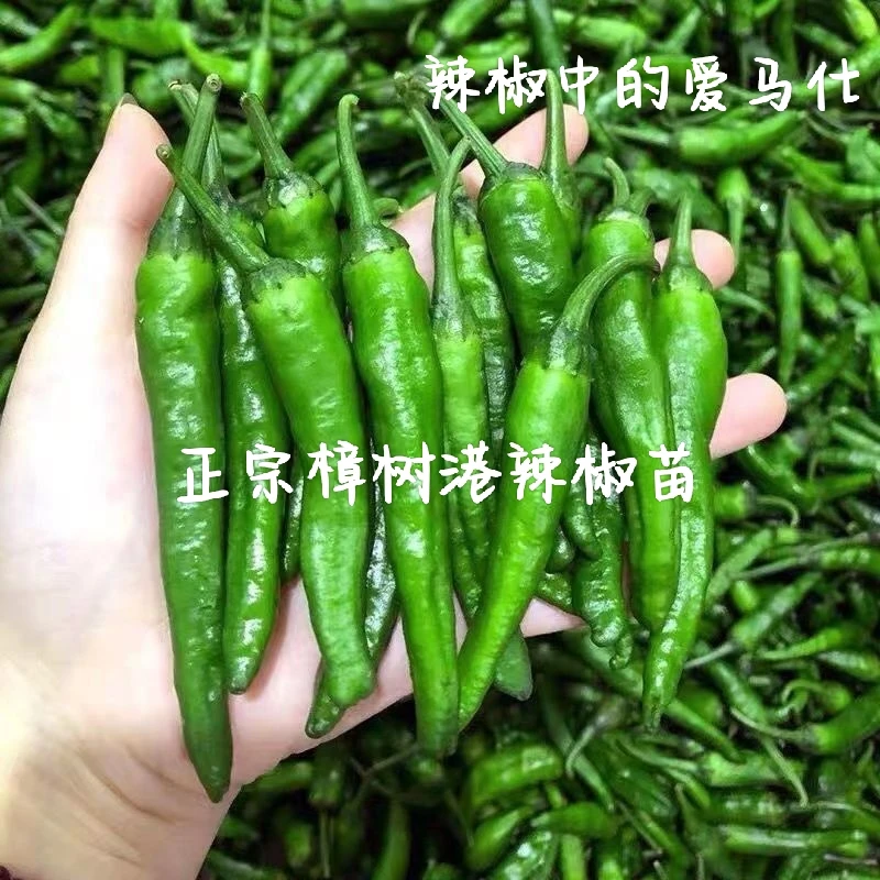 正宗樟树港辣椒苗秧苗特别辣的辣椒带土秧苗樟树港辣椒正宗种苗子