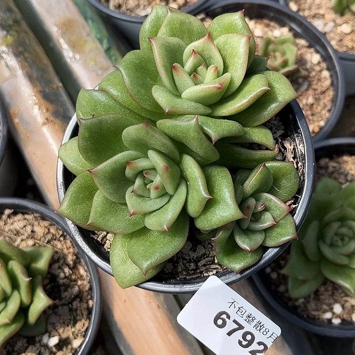 阿雅园艺。        6792玛丽亚
