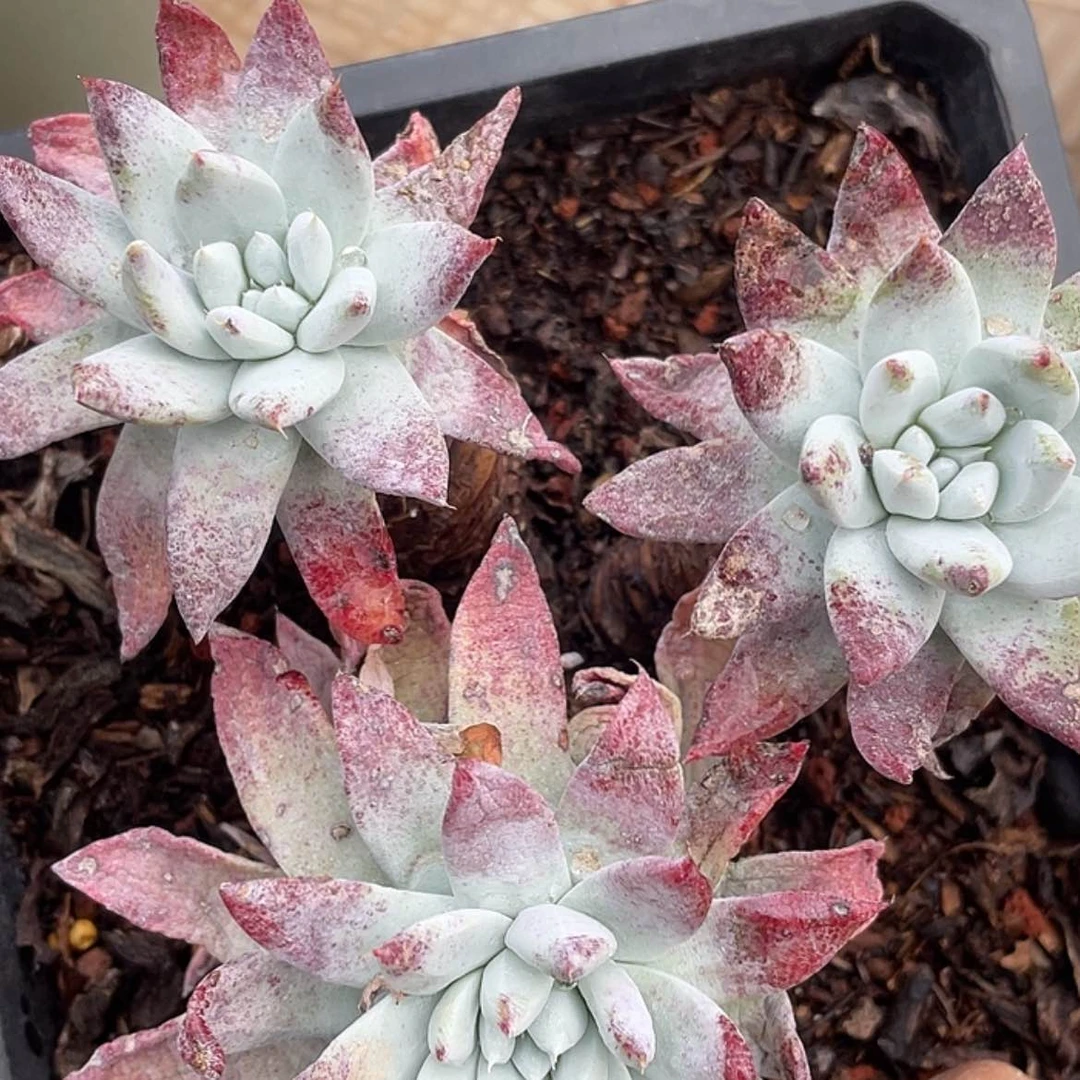 【闪购商品】红拇指杂交