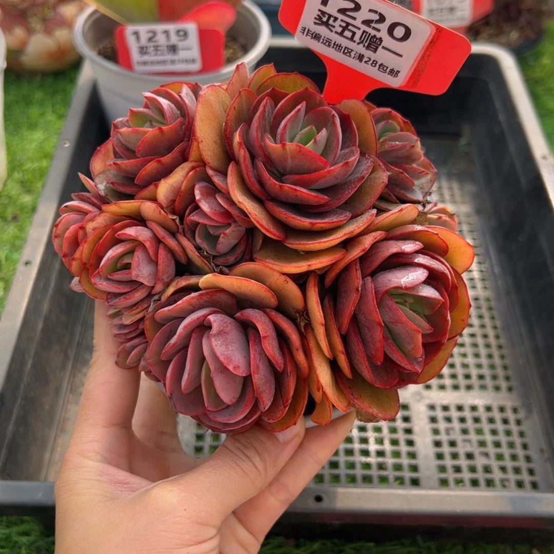 表妹精品多肉1220.