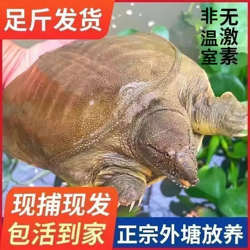 【新人专享】拍1送1 野外散养生态甲鱼鲜活足斤纯天然新鲜食用老鳖