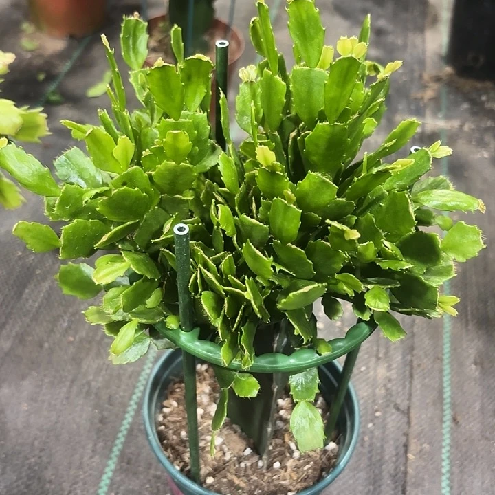 当前无花栽培后可以开花