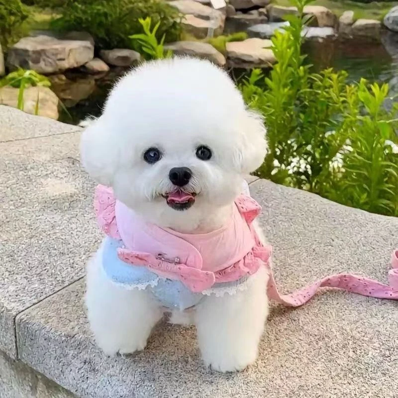 比熊小体超小体韩系比熊幼犬小型陪伴犬