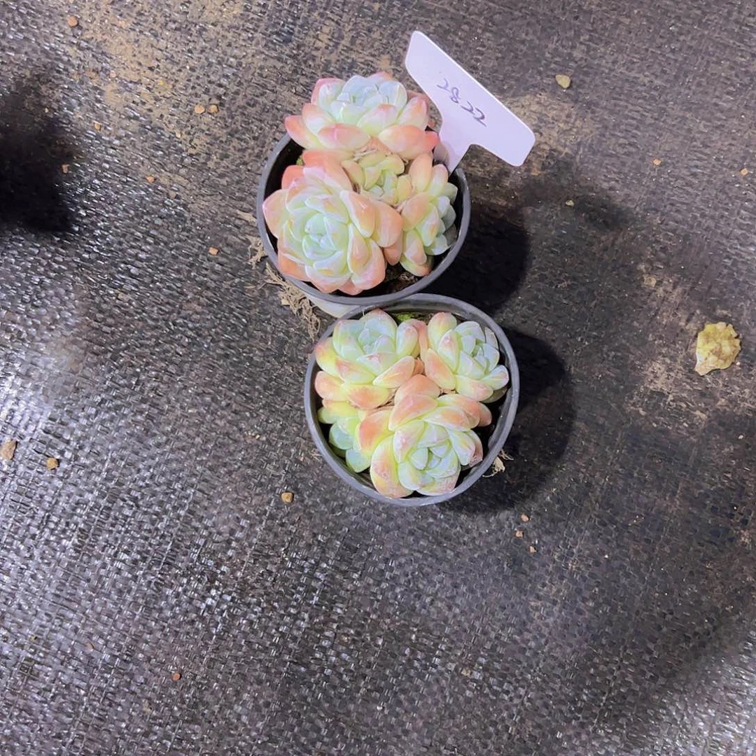 星*谷2822冰玉两个一组38。。。