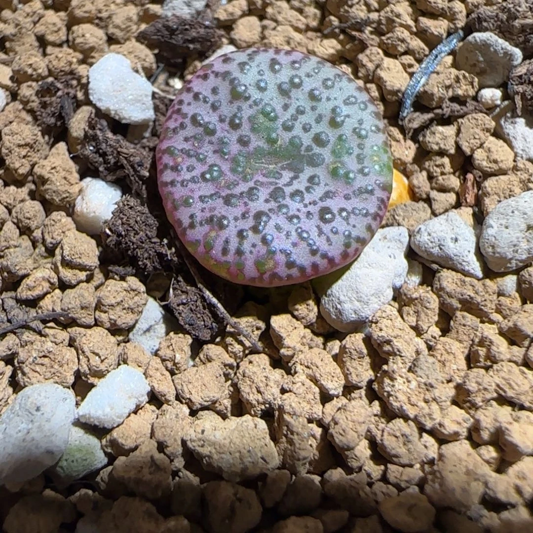 肉锥多肉植物组合-安贞1087有疤