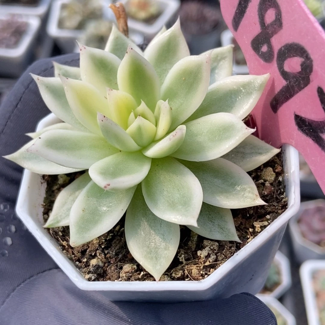 1892蝴蝶飞锦多肉植物保护