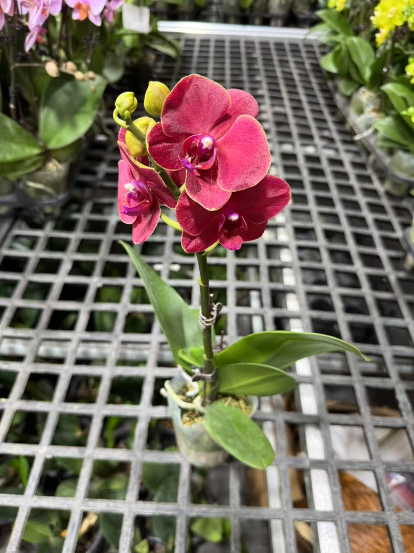 蝴蝶兰【红金桔】昆明直发