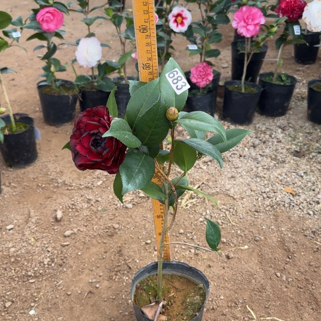 少量花朵（建议范围：2朵-5朵 或40%以下）683纯青黑