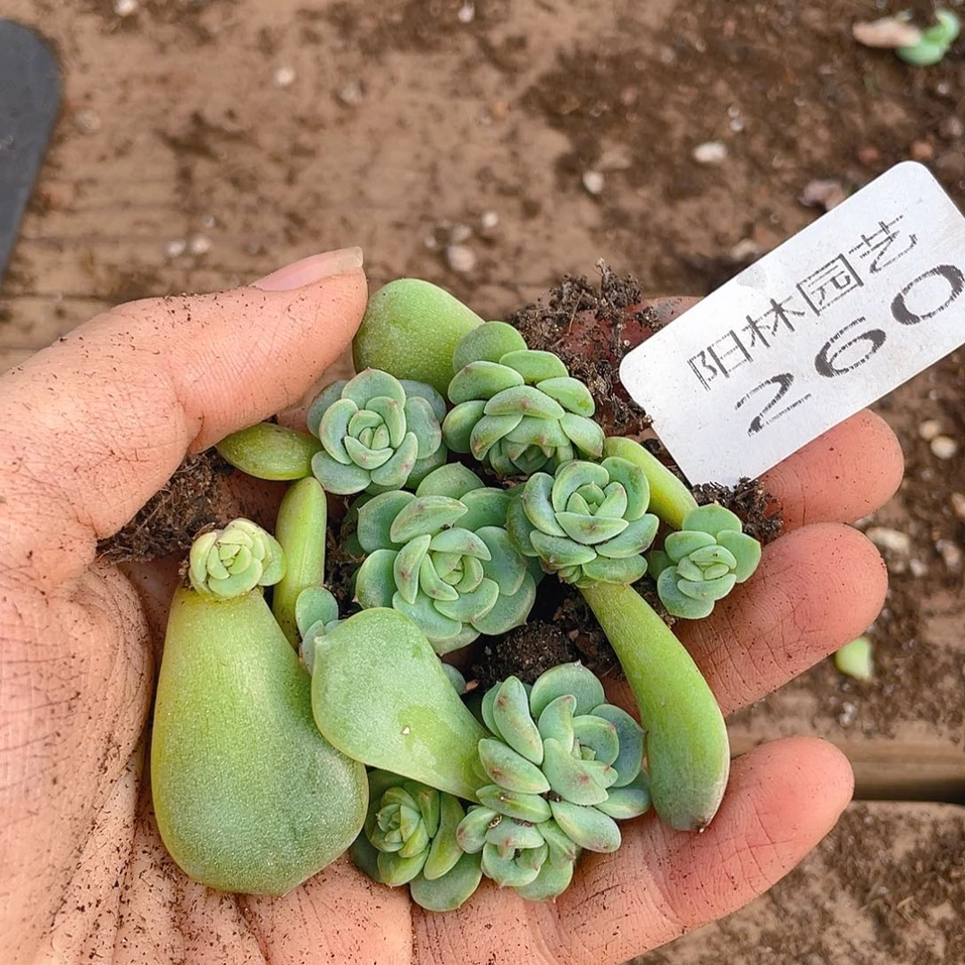 多肉植物多肉植物260