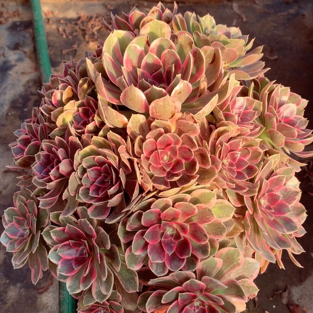 浣纱捧花，多肉植物