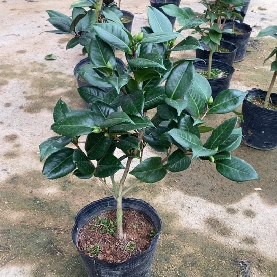 当前无花栽培后可以开花