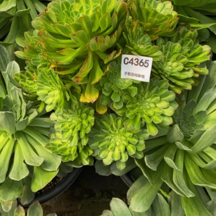 【闪购商品】灵**翔4365知否多肉