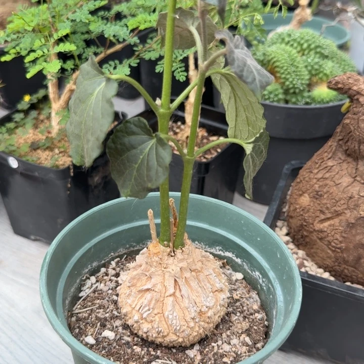 龟甲罗摩688 仙人球