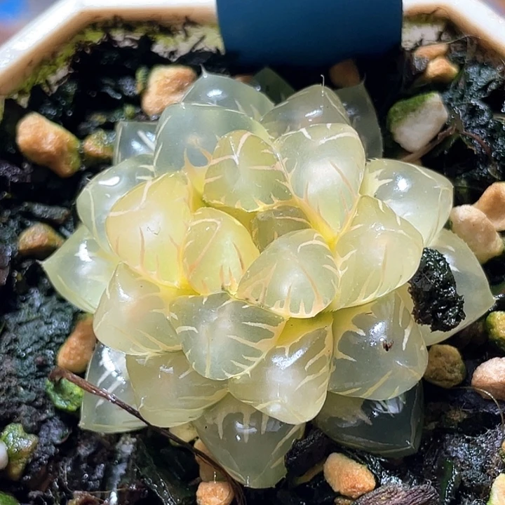 779糊斑水中月锦特选福利