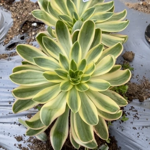 秒**肉224青莲两颗满25包邮多肉