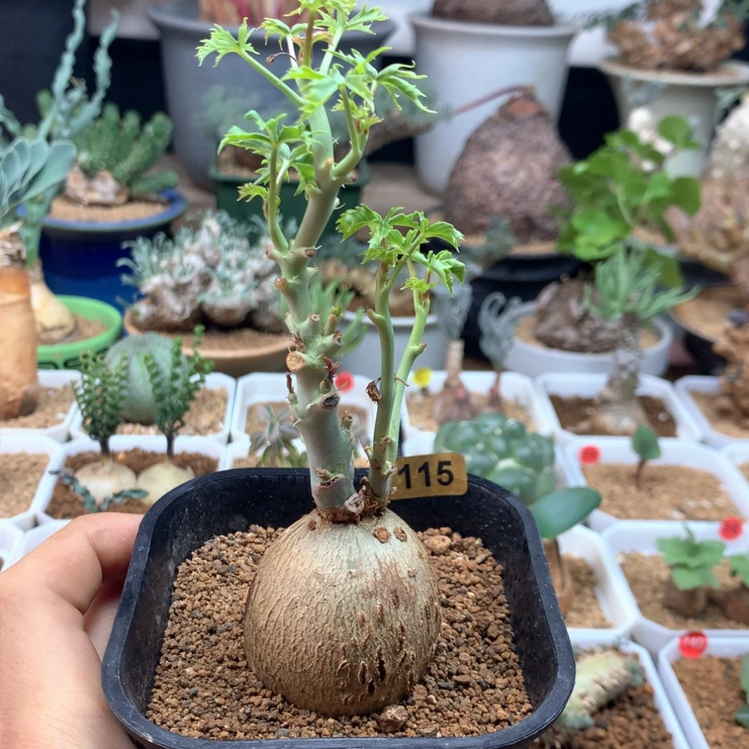 锦珊瑚带盆发货母本