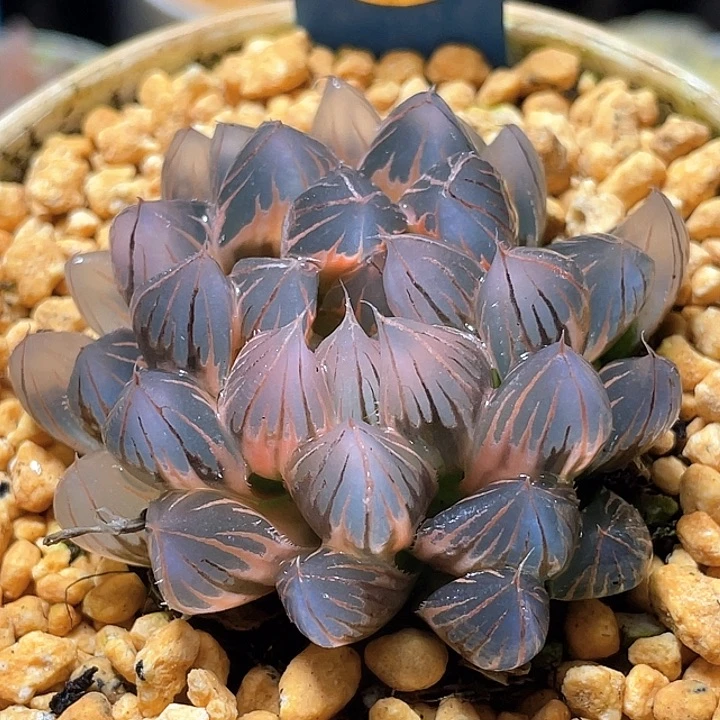 658糊斑霓虹灯锦母本级别