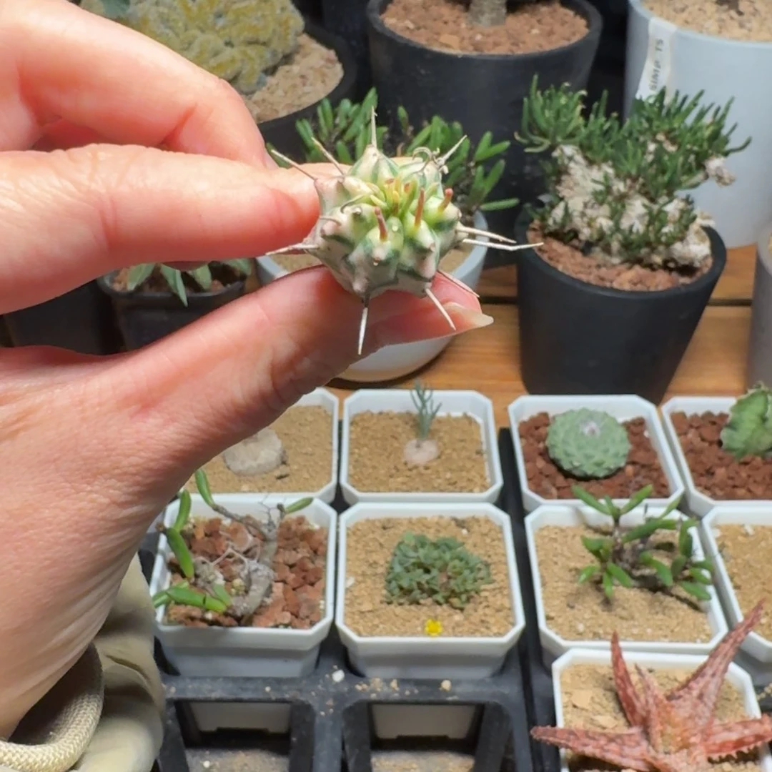 斑马锦一物一拍多肉