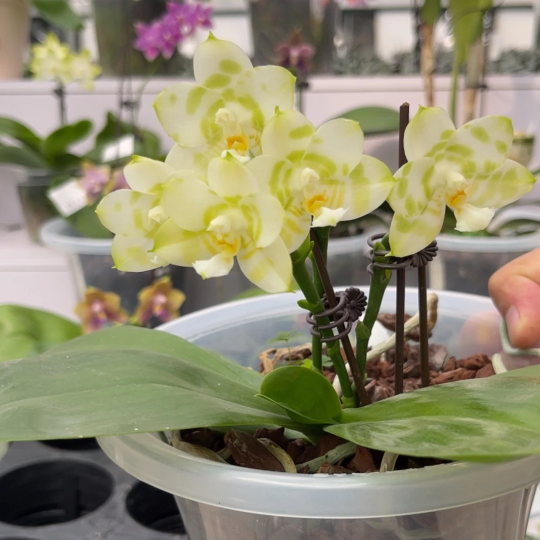 完全开放542 s7三梗绿虎 底叶瑕疵 一物一拍