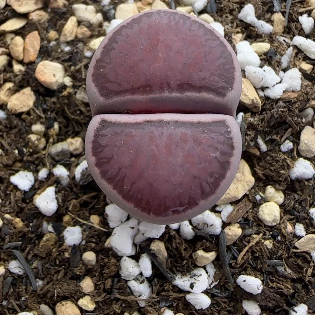 107 生石花大棚直播