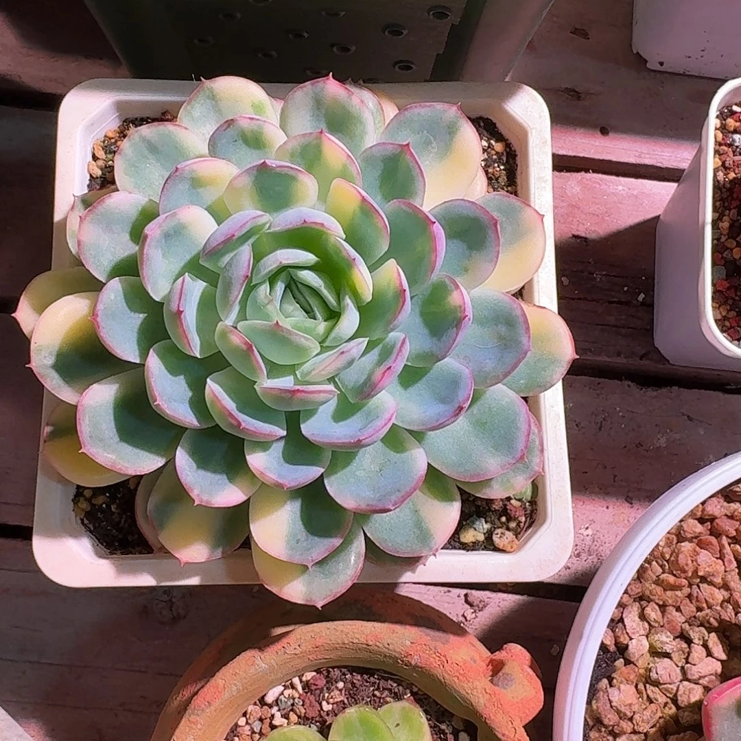 莎莎女王锦多肉多肉