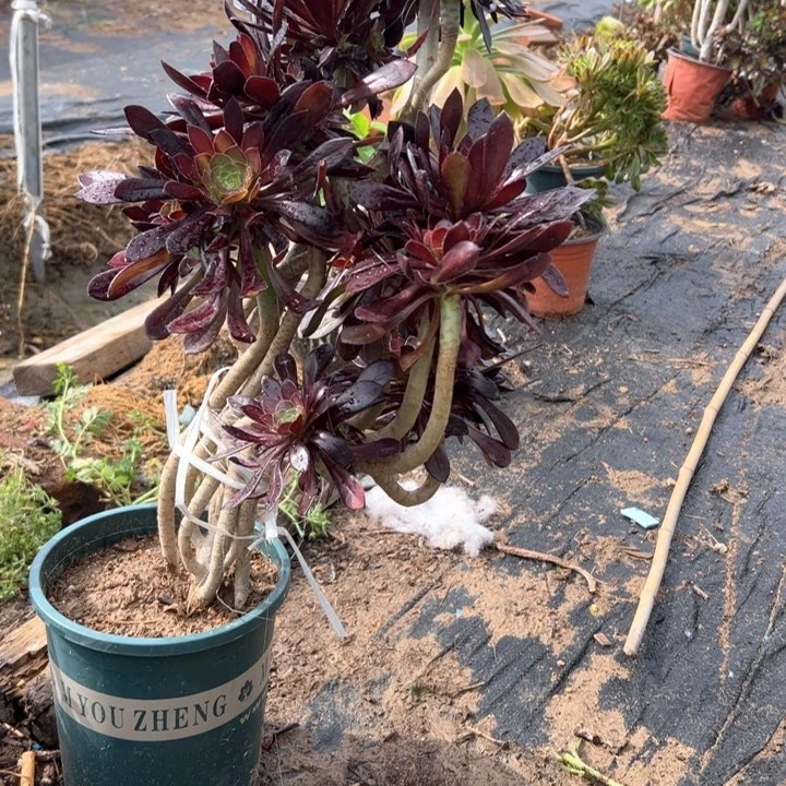 39 黑法师多肉多肉多肉