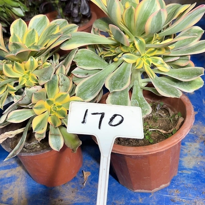 多肉植物灿烂2个