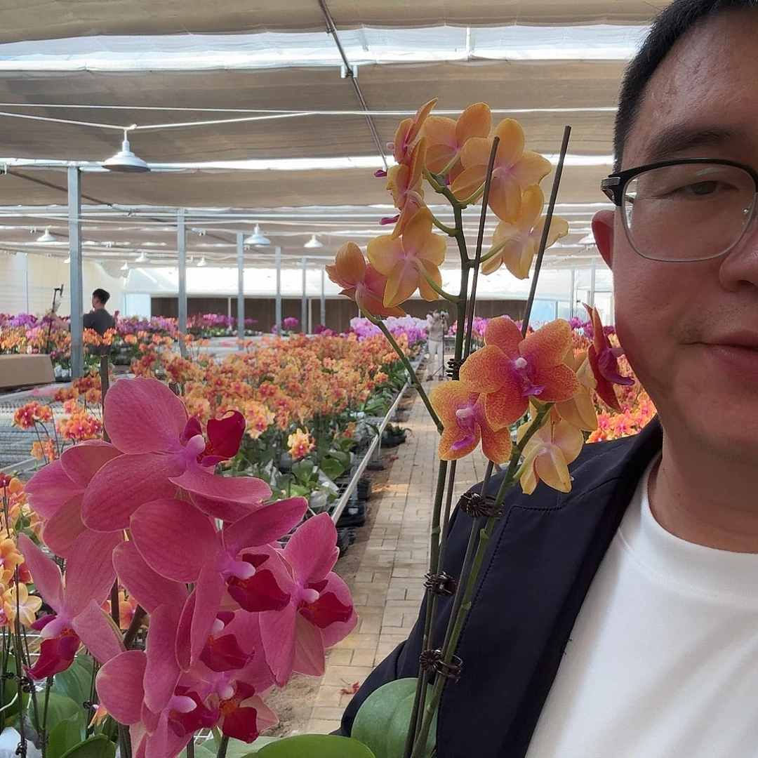 完全开放双花剑组合5颗