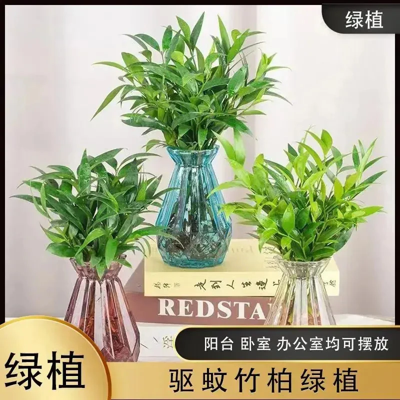 【水培驱蚊竹柏】水养盆栽绿植水培花卉客厅办公好养四季常青A