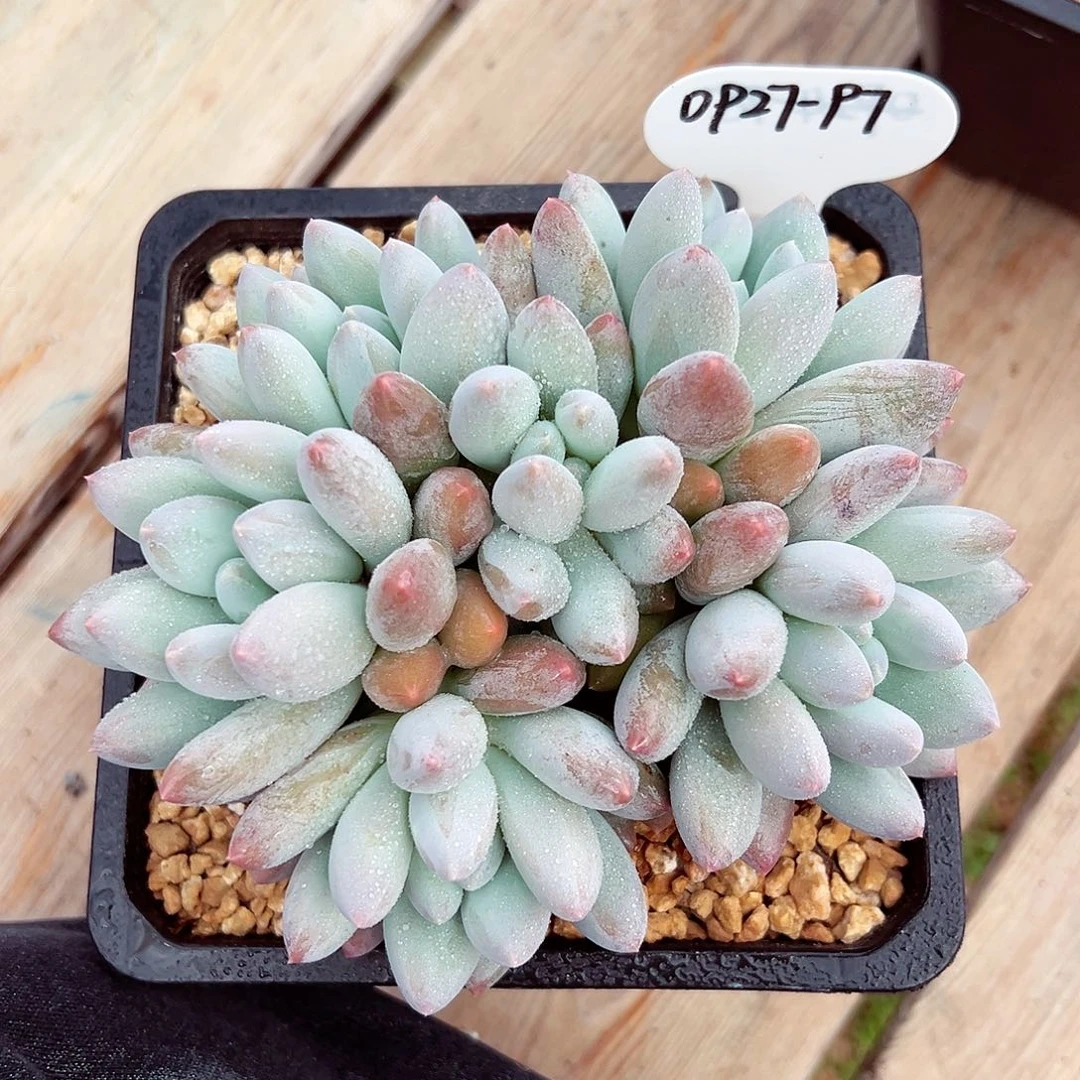 0927-97香所群。。。。