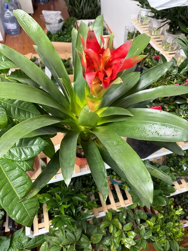 鸿运当头（拉萨发货西藏包邮）