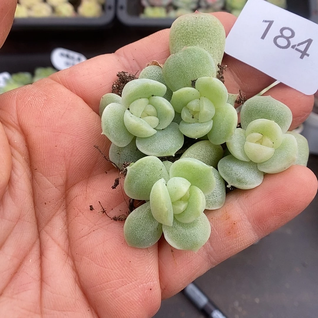 一物一拍一物一拍925-184
