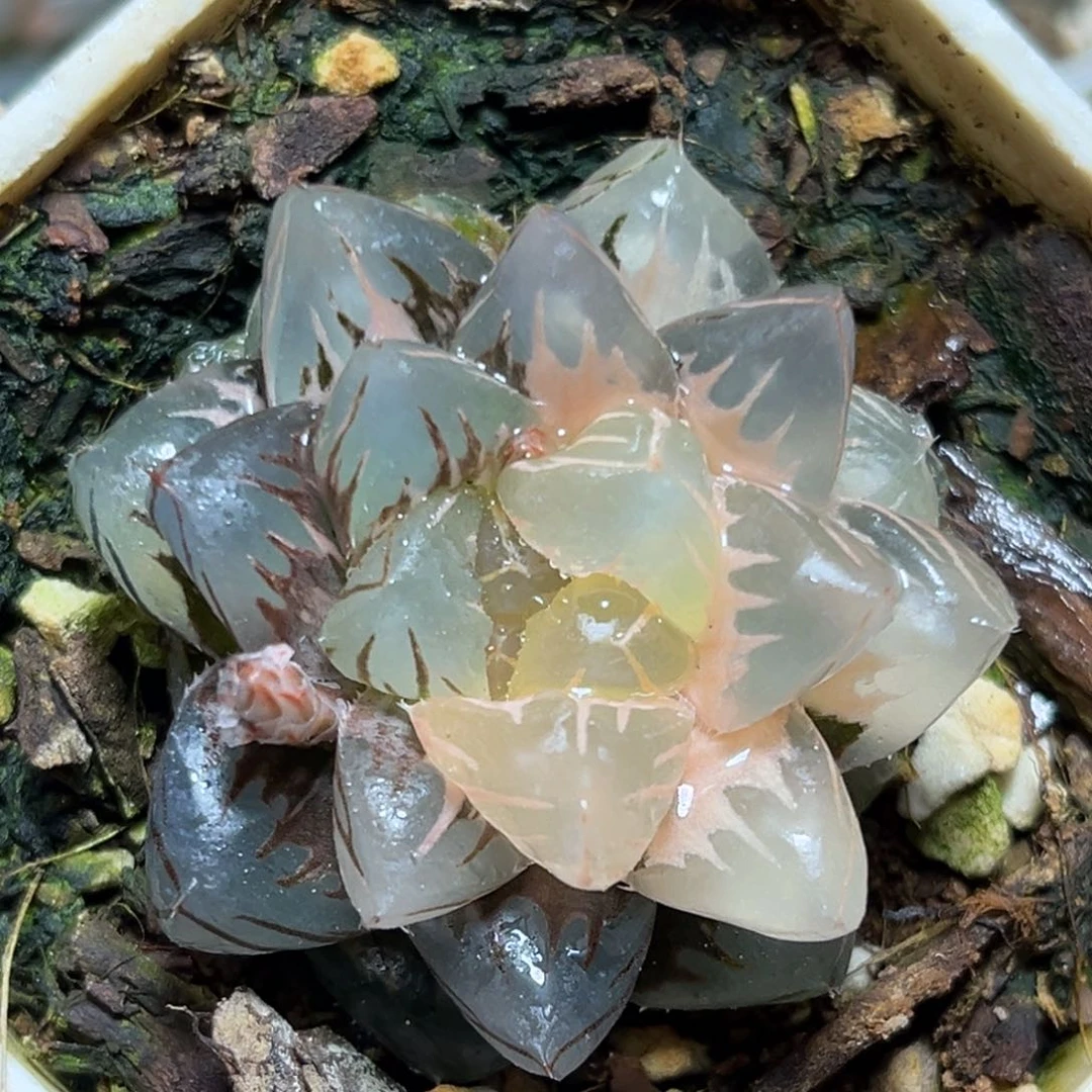 恭喜发财大吉大利0243