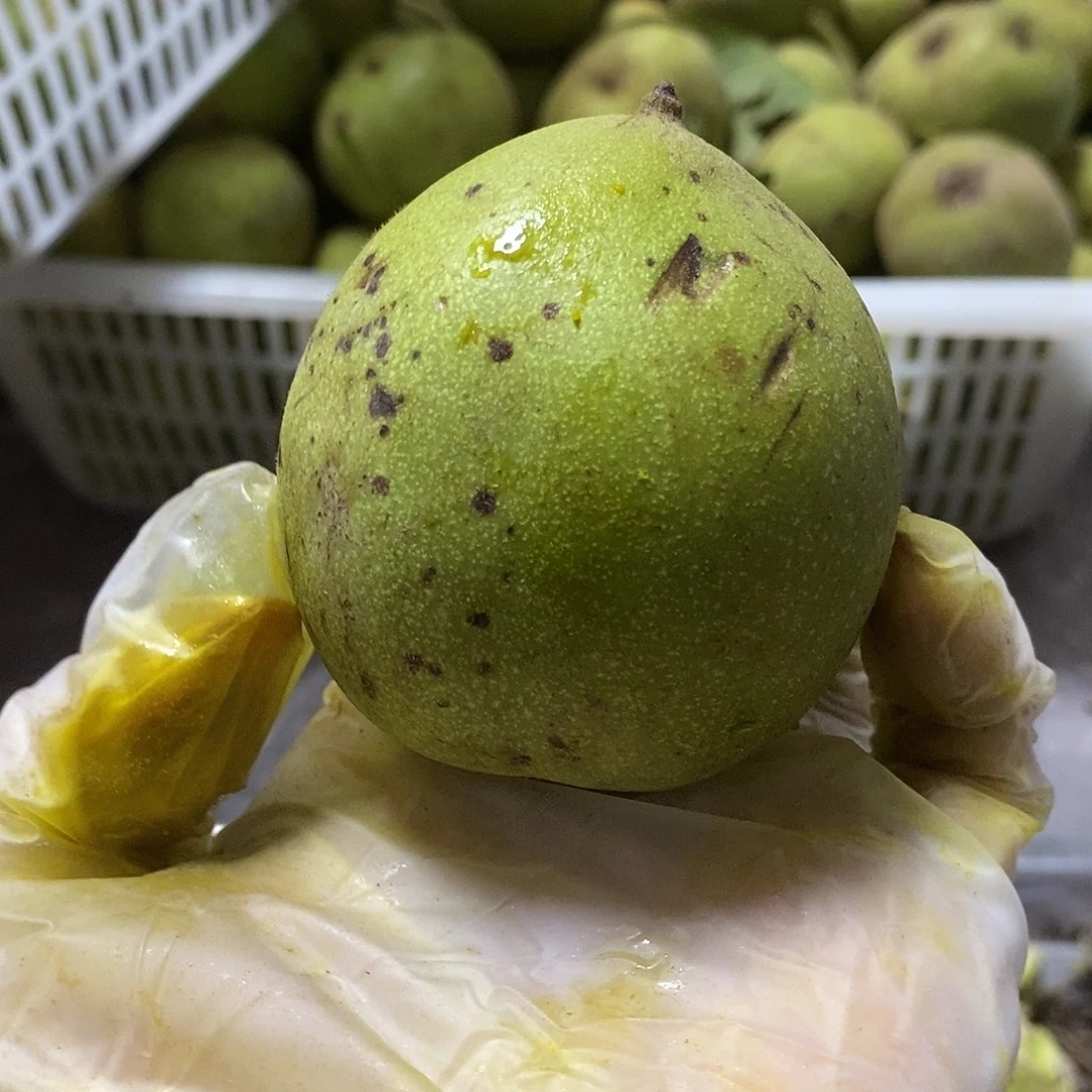 大叶紫檀（黑酸枝木类）