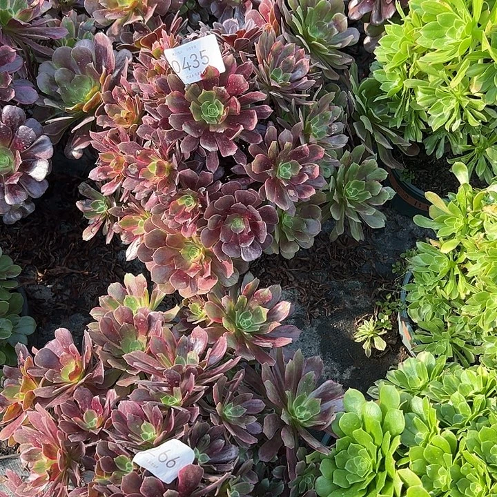 梨***c0435美杜莎变异多肉植物