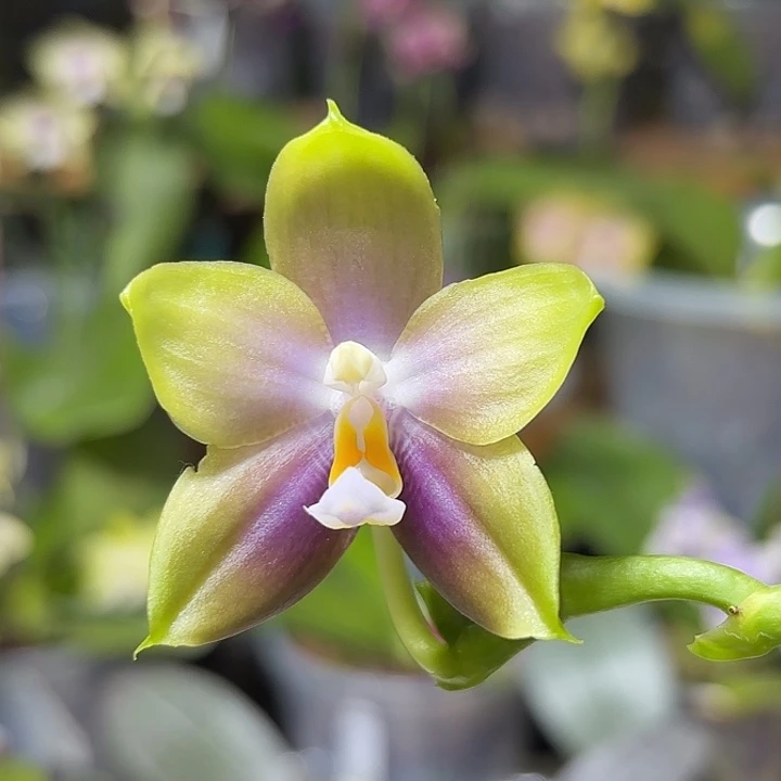 大部分开放少量花苞