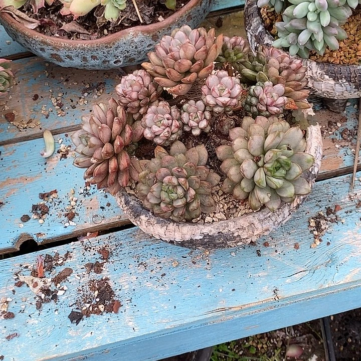 葡萄无坎老桩群生多头