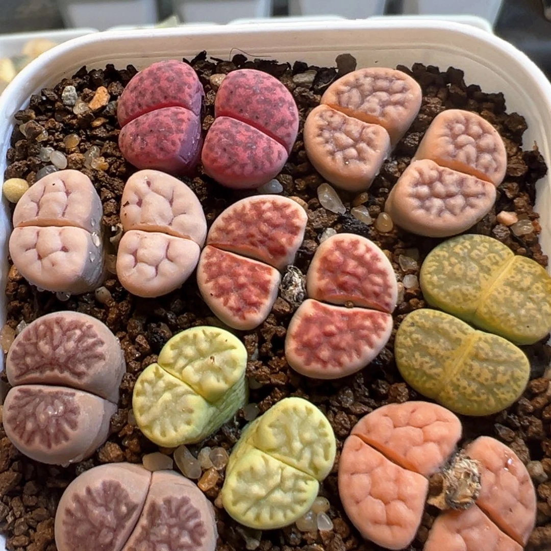 109多肉植物百科知识