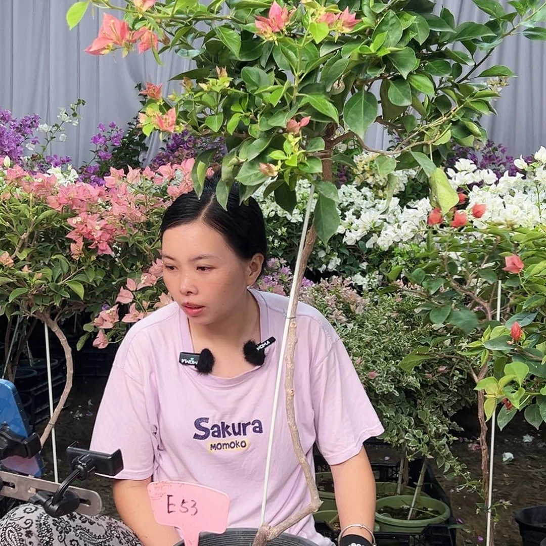 幸***草大部分花苞少量开放E53佩德罗