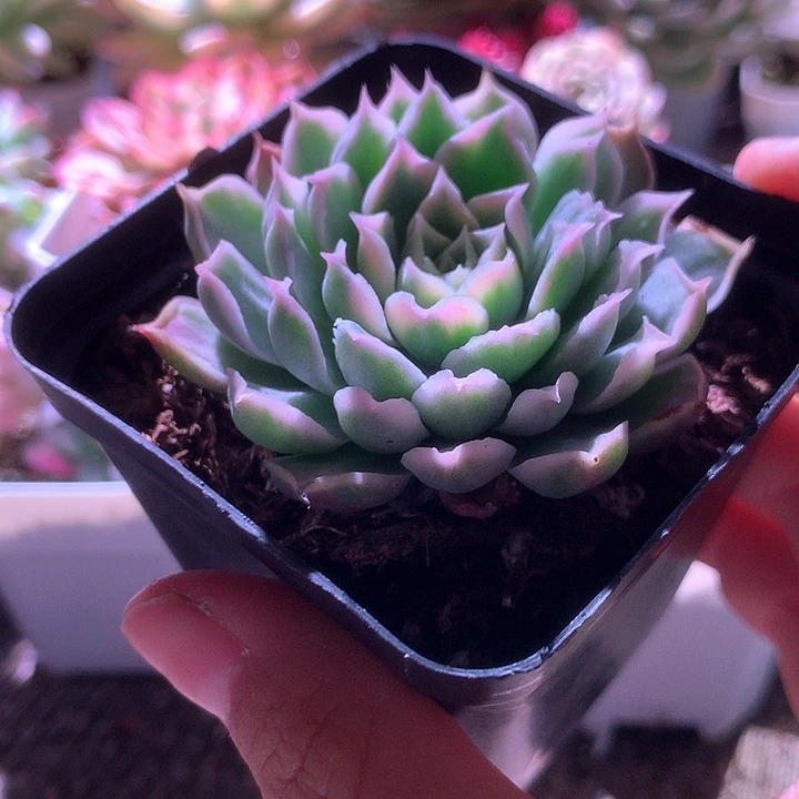 欧版海琳娜覆轮锦有根