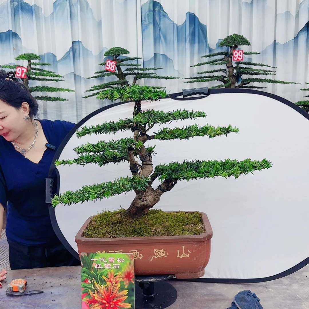 无花朵罗汉松一物一拍888