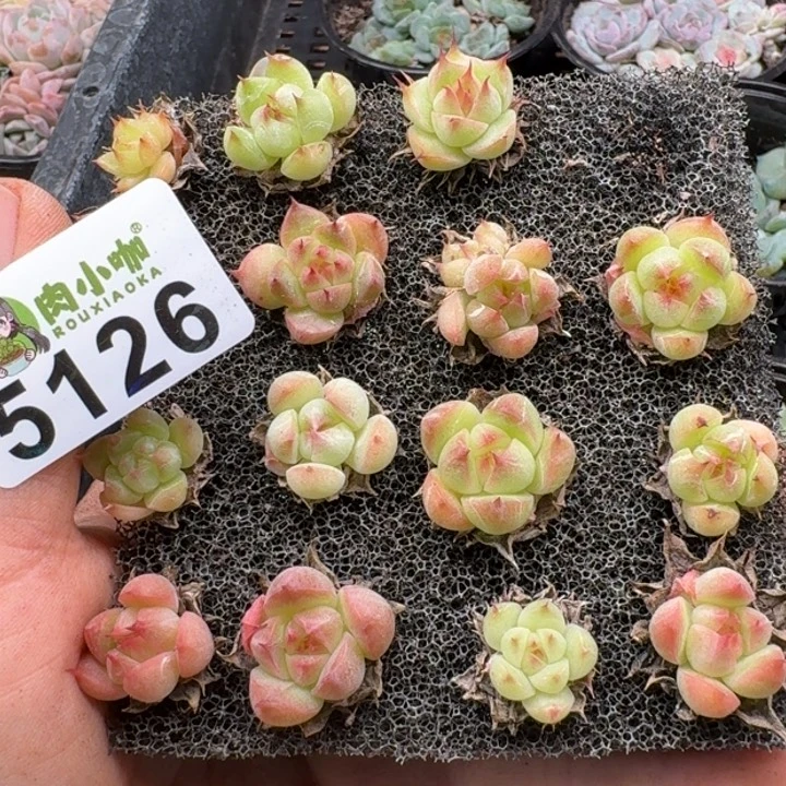 多肉植物多肉植物