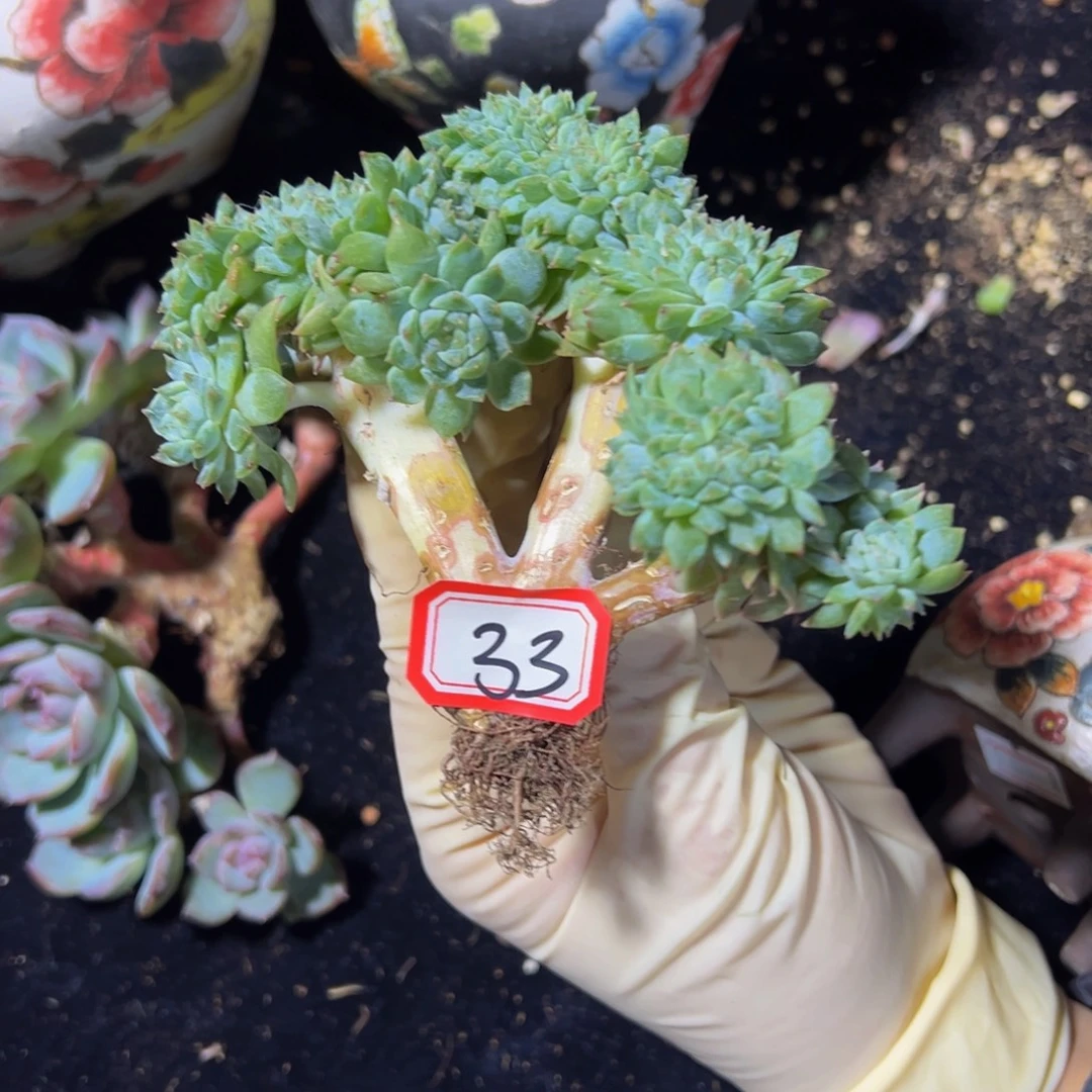 木***晨黄粉心冰魄缀 天天开心