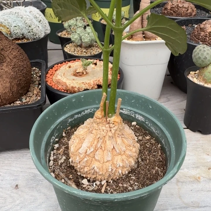 龟甲罗摩678 仙人球