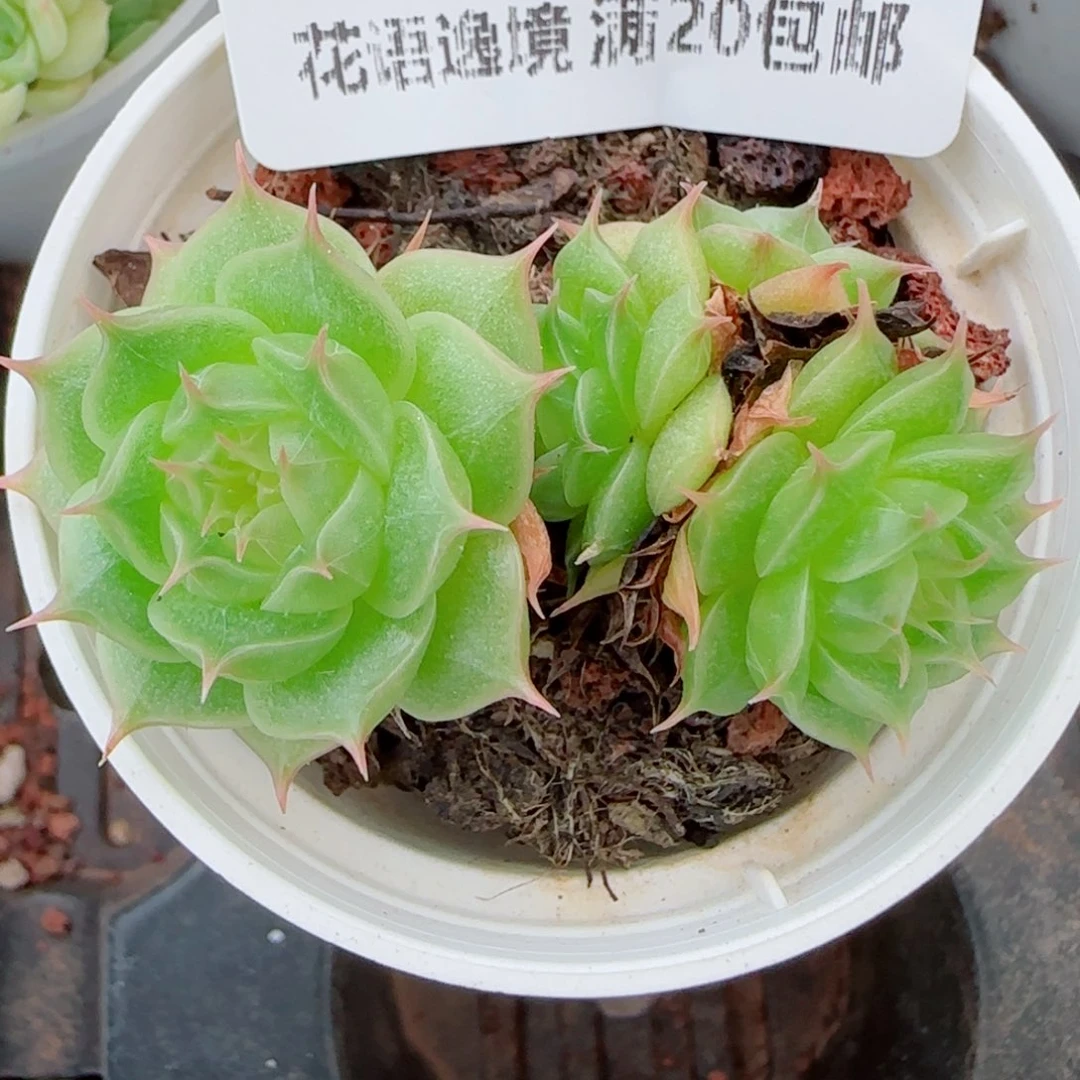 a***a花语逸镜0916-57散